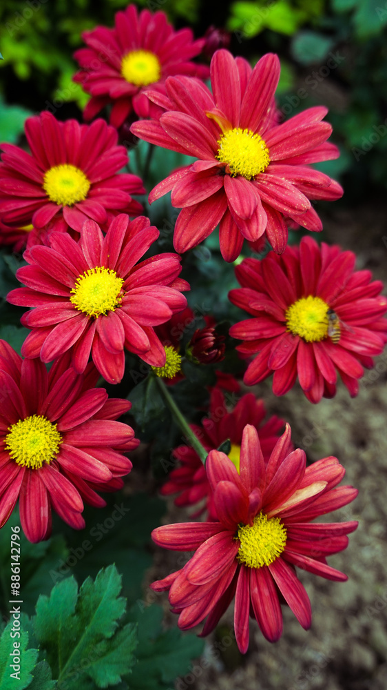 Bunch of Red Chrysanthemums on a blurry background. Krisan Aster flower Bunch of Red Chrysanthemums on a blurry background. Krisan Aster flower