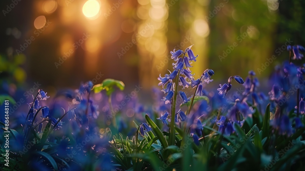 Obraz premium Bluebells flowers in full bloom in the woods, close-up view, springtime beauty