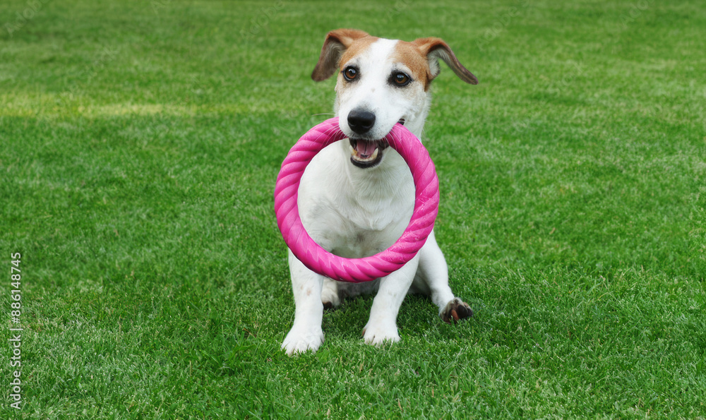 Dog playing with a round toy on the park.