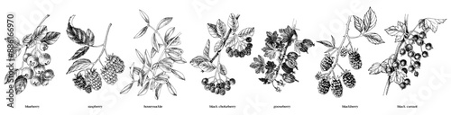 Set of hand drawn berry branches