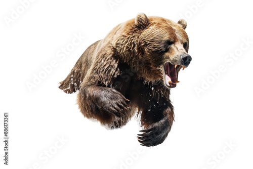 A Grizzly Bear's Mid-Air Roar in a Moment of Fury on a White or Clear Surface PNG Transparent Background.