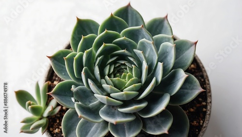 Succulent plant on white background. Flat lay, top vie