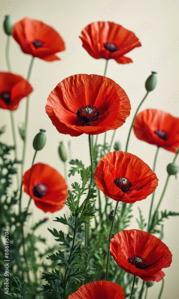Obraz premium Red Poppy Flowers.
