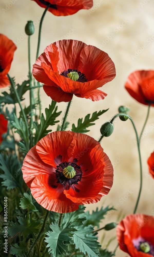Fototapeta premium Red Poppy Flowers in Bloom.