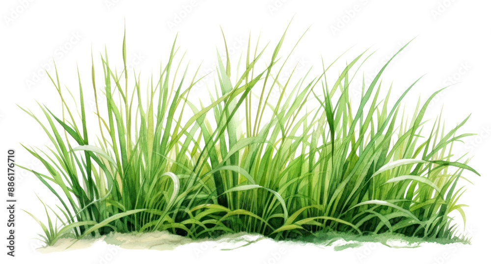 Obraz premium PNG Grass plant green lawn.