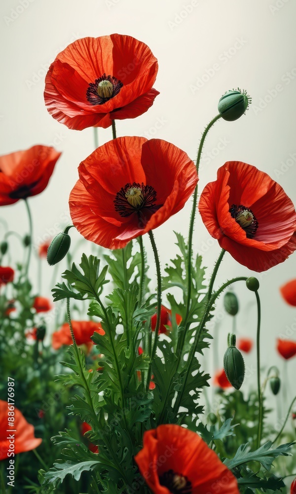 Obraz premium Closeup of a Red Poppy Flower