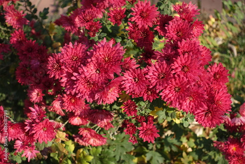 A lot of magenta colored flowers of Chrysanthemums in October photo