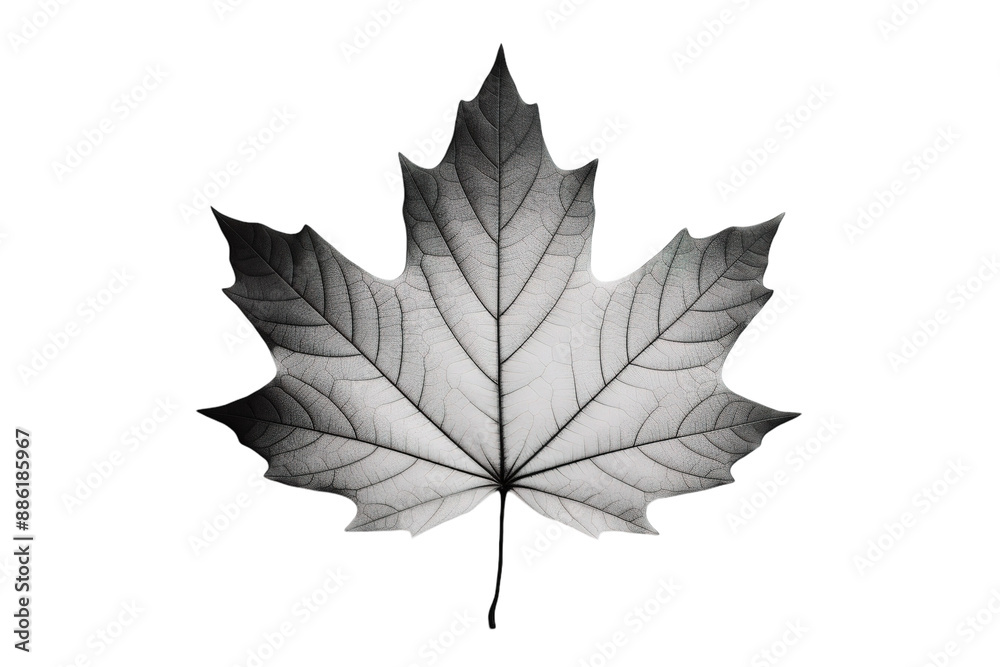 Fototapeta premium A Delicate Dance of Light and Shadow: A Single Maple Leaf Unveiled on a White or Clear Surface PNG Transparent Background.