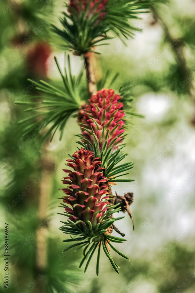 Macro - Forest - Europe, Romania, Suceava region Macro - Forest - Europe, Romania, Suceava region