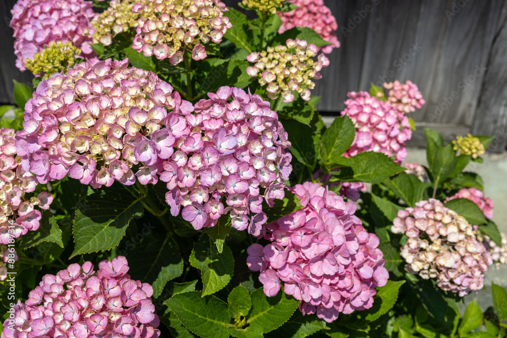 Pink hydrangea flowers in the garden blooming in early summer. Pink hydrangea flowers in the garden blooming in early summer.