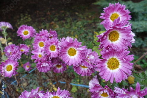 Multiple pink and white flowers of Chrysanthemums in mid November photo