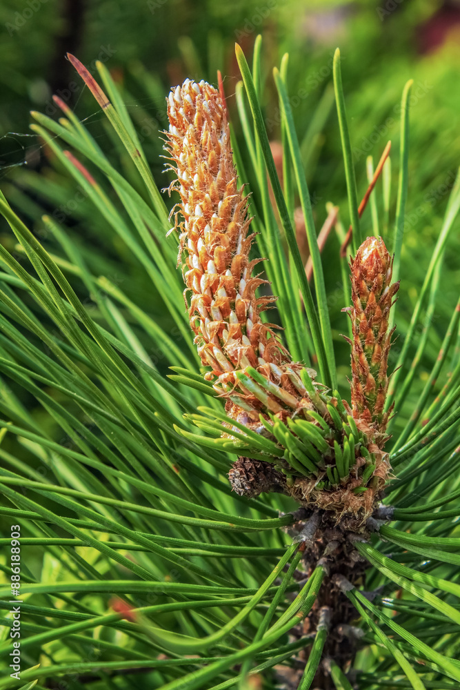Macro - Forest - Europe, Romania, Suceava region Macro - Forest - Europe, Romania, Suceava region