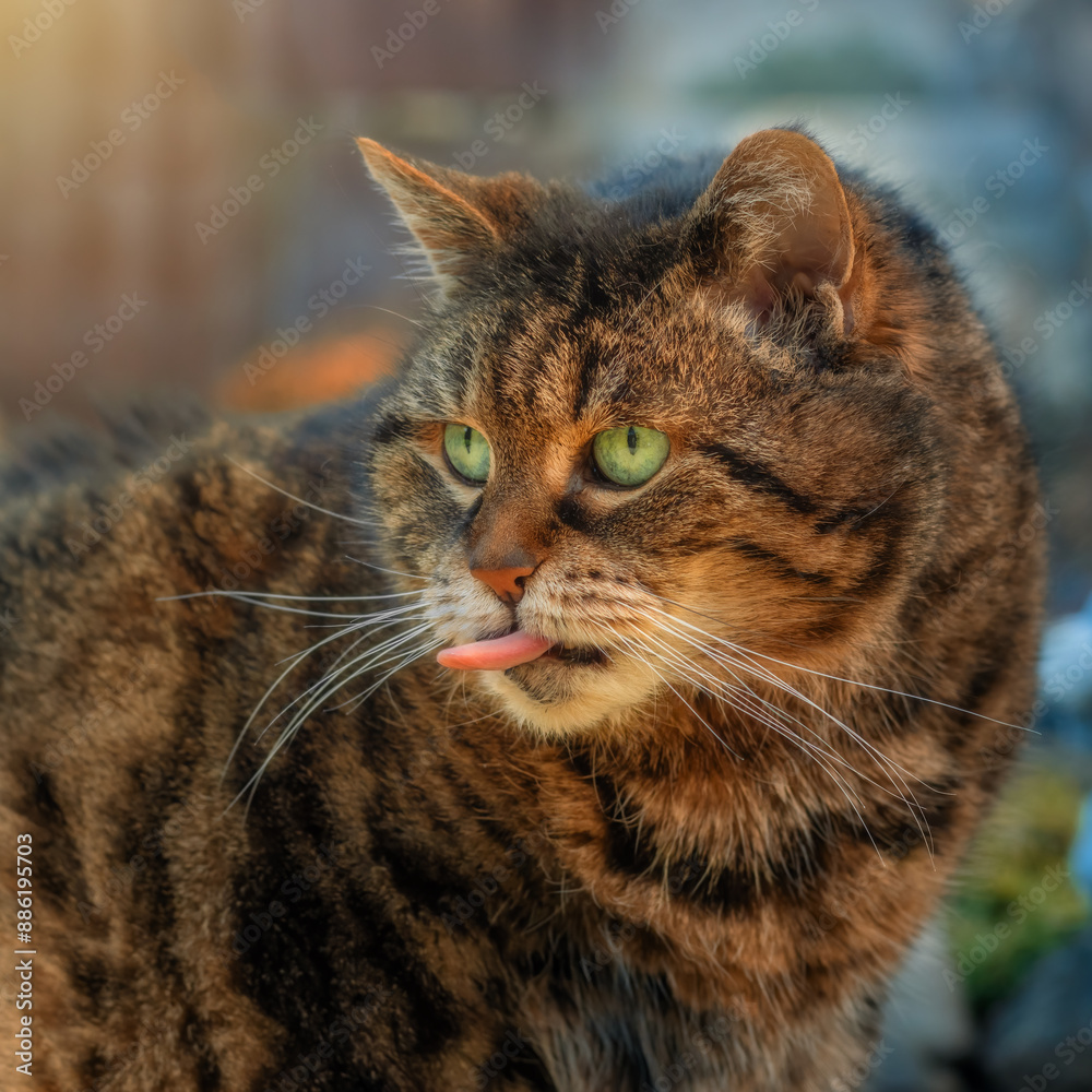 Closeup of a chubby tabby cat sticking her long tongue out Closeup of a chubby tabby cat sticking her long tongue out