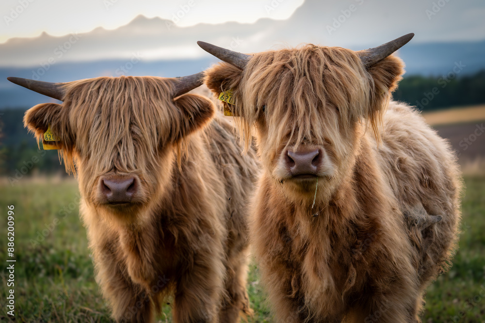 Fototapeta premium Hochlandrinder