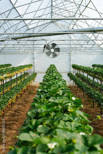 Inside view of a strawberry farming greenhouse