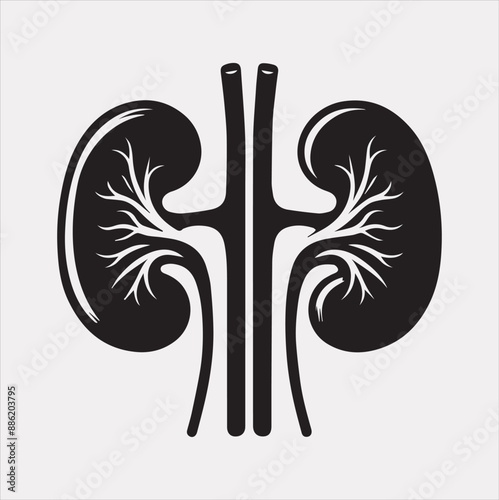 kidney vector silhouette on a white background