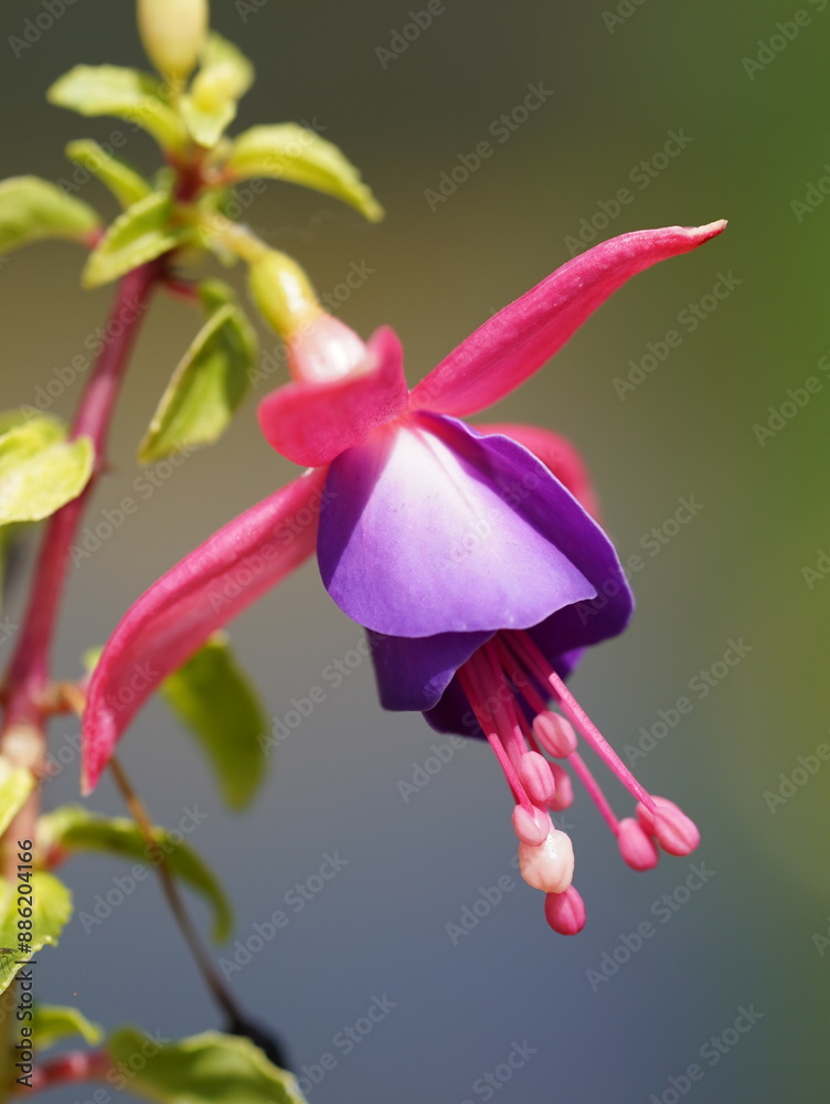 This photo shows a close-up of a vibrant fuchsia flower, with pink petals and a purple center, set against a blurred background This photo shows a close-up of a vibrant fuchsia flower, with pink petals and a purple center, set against a blurred background