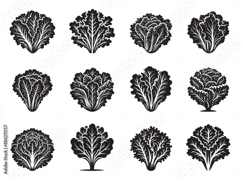 Lettuce leaf silhouette vector Illustration Set