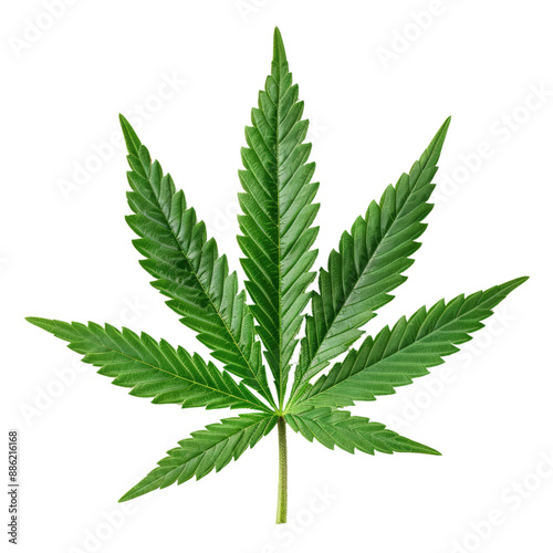 green cannabis leaf isolated