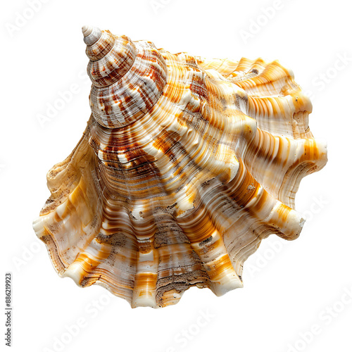Top view of a single whelk shell isolated on a white transparent background
