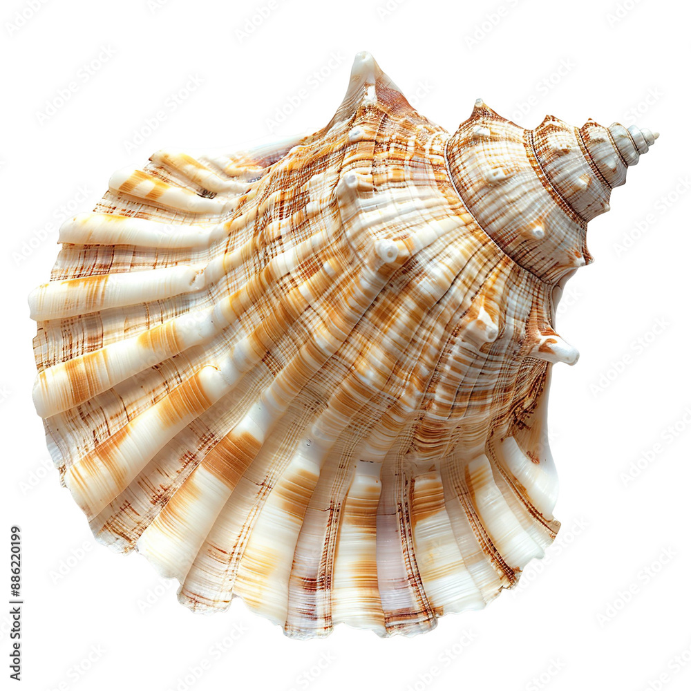 Fototapeta premium Top view of a single bonnet shell isolated on a white transparent background