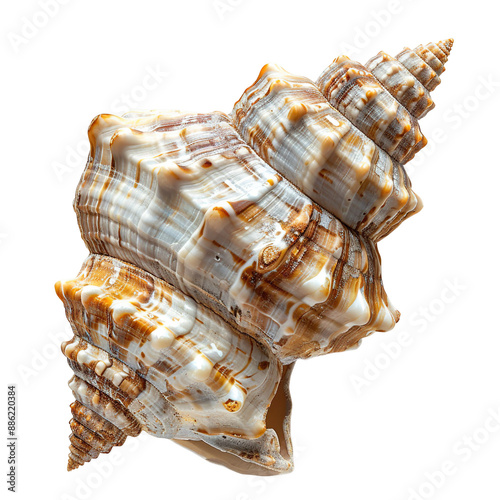 Top view of a single cerith shell isolated on a white transparent background photo