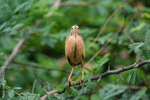 Cinnamon Bittern In Its Habitat  photo