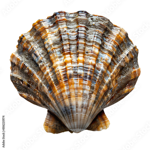 Top view of a single false limpet shell isolated on a white transparent background