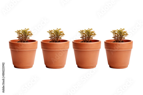 Four Terracotta Pots With Lush Green Plants in a Studio Setting on a White or Clear Surface PNG Transparent Background.