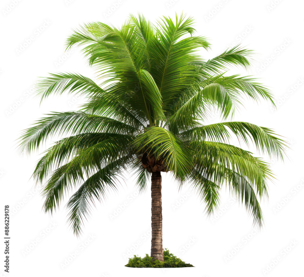 Obraz premium PNG Palm tree plant white background tranquility.