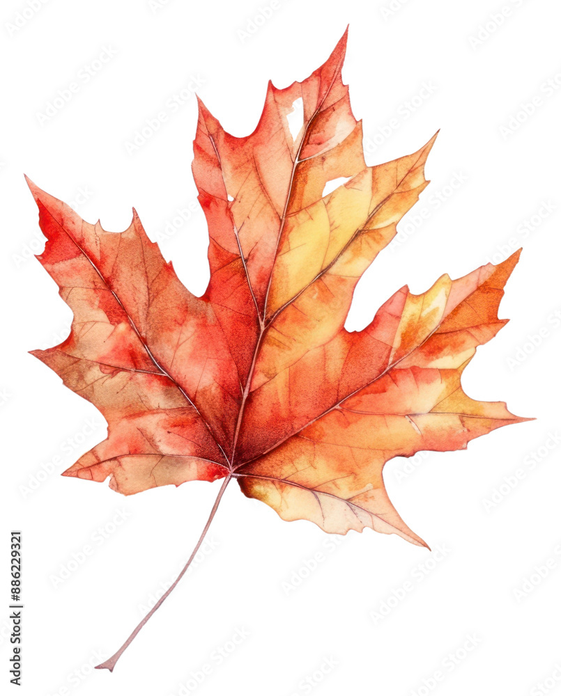 Obraz premium PNG Maple leaf plant tree.