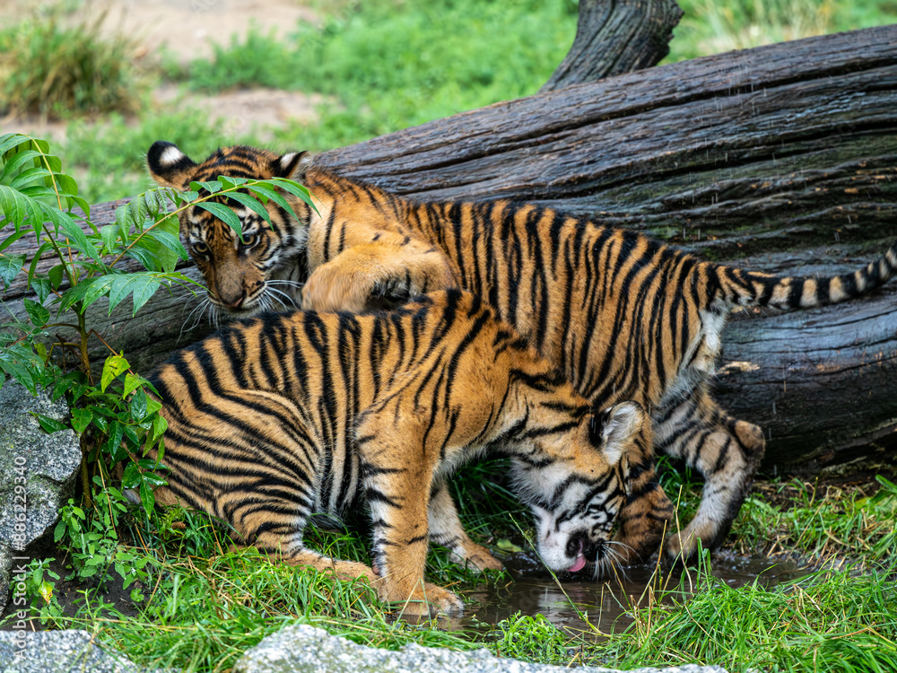 Tiger Tiger
