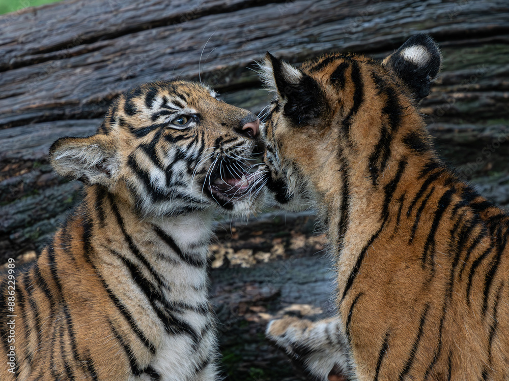 Naklejka premium Tiger