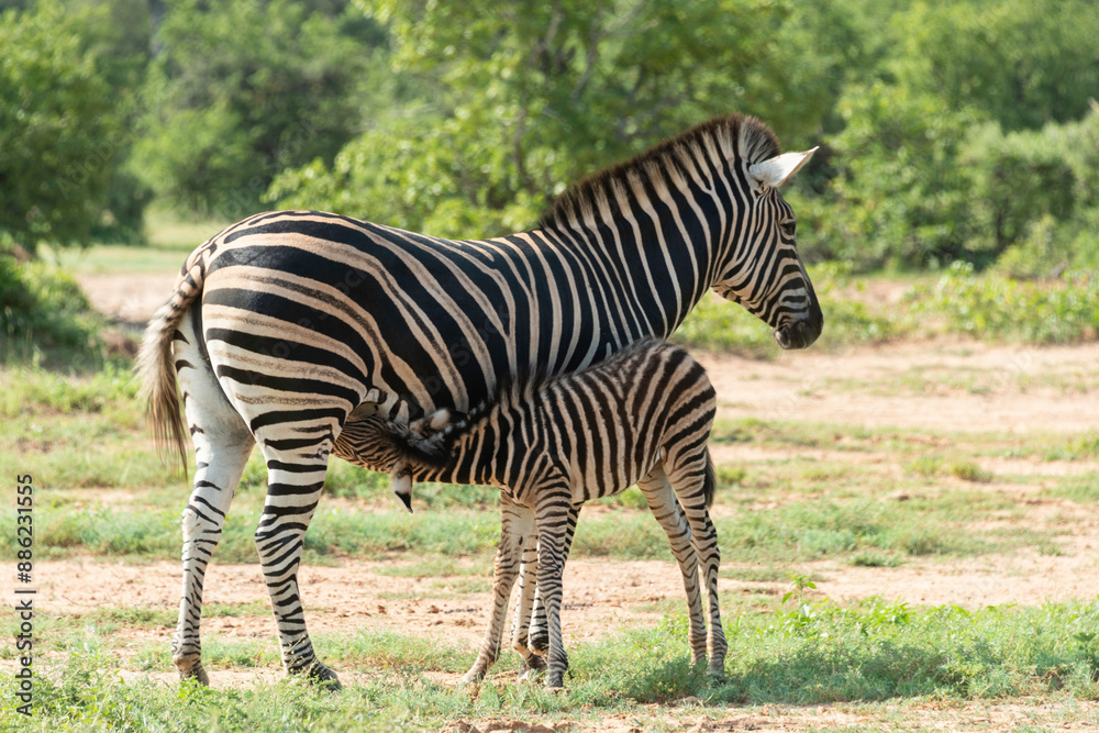 Fototapeta premium Zèbre de Burchell,.Equus quagga burchelli, Parc national Kruger, Afrique du Sud