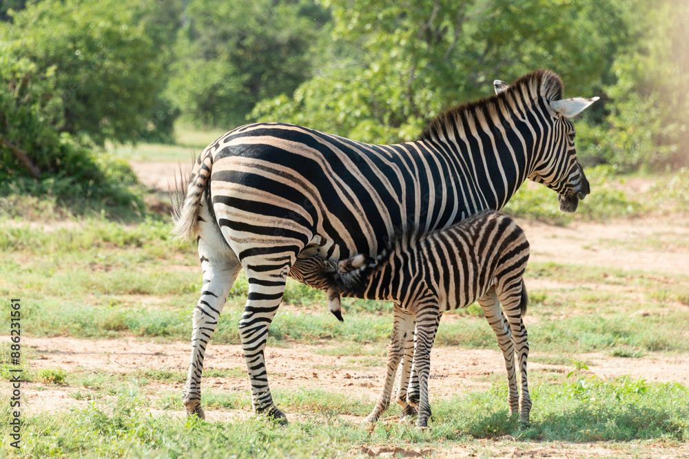 Fototapeta premium Zèbre de Burchell,.Equus quagga burchelli, Parc national Kruger, Afrique du Sud