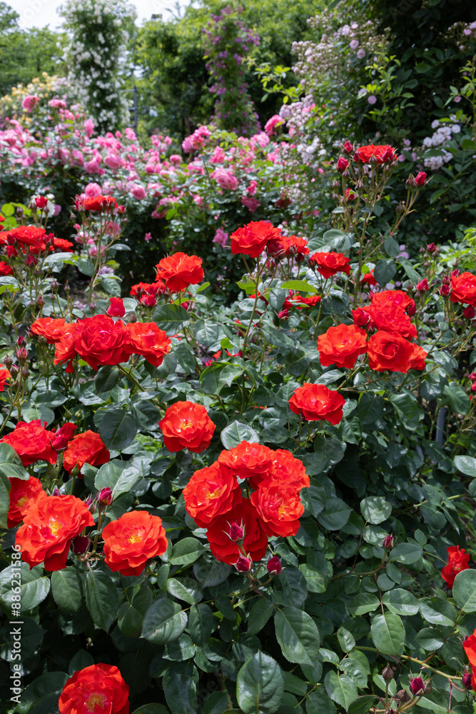 Beautiful bright orange rose flower blooming in the garden in Nagano. Beautiful bright orange rose flower blooming in the garden in Nagano.