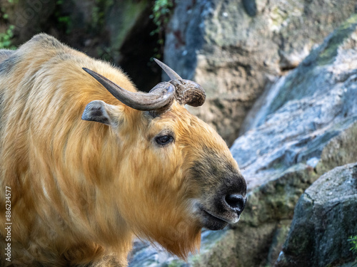 Sichuan-Takin