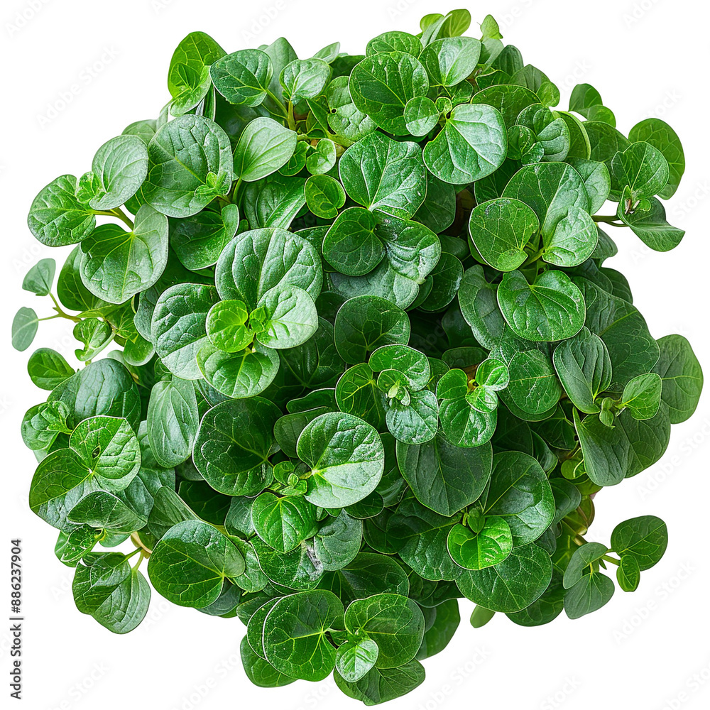 Top view of a String of Turtles Plant isolated on a white transparent background