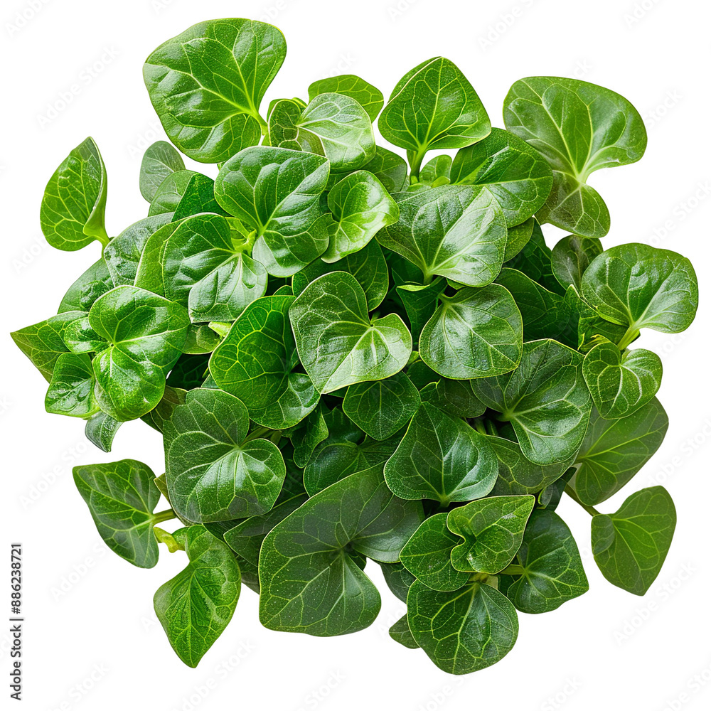 Top view of a Arrowhead Plant isolated on a white transparent background Top view of a Arrowhead Plant isolated on a white transparent background
