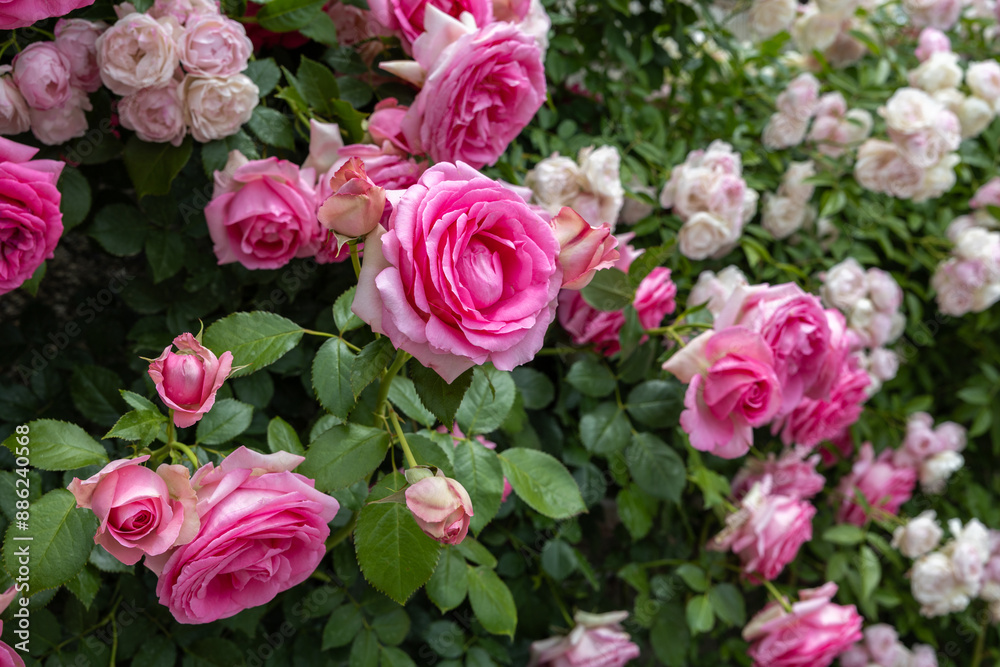 Beautiful rosette pink rose flowers blooming in a garden in Nagano. Beautiful rosette pink rose flowers blooming in a garden in Nagano.