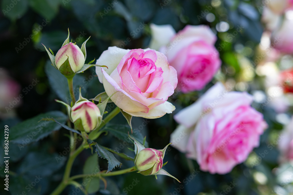Close-up of beautiful pink rose flowers blooming in a garden in Nagano. Close-up of beautiful pink rose flowers blooming in a garden in Nagano.