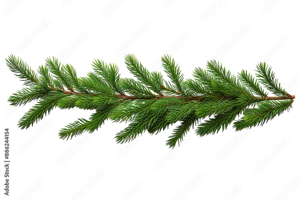 A Sprig of Evergreen in the Midst of Winter on a White or Clear Surface PNG Transparent Background. A Sprig of Evergreen in the Midst of Winter on a White or Clear Surface PNG Transparent Background.