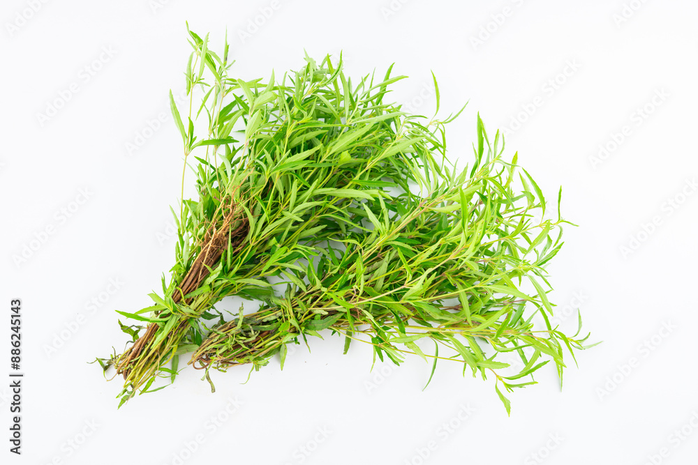 Fresh Chinese herbal medicine Elsholtzia Fresh Chinese herbal medicine Elsholtzia