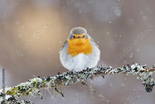European robin (erithacus rubecula) in snowfall sitting on a branch in early spring.	
