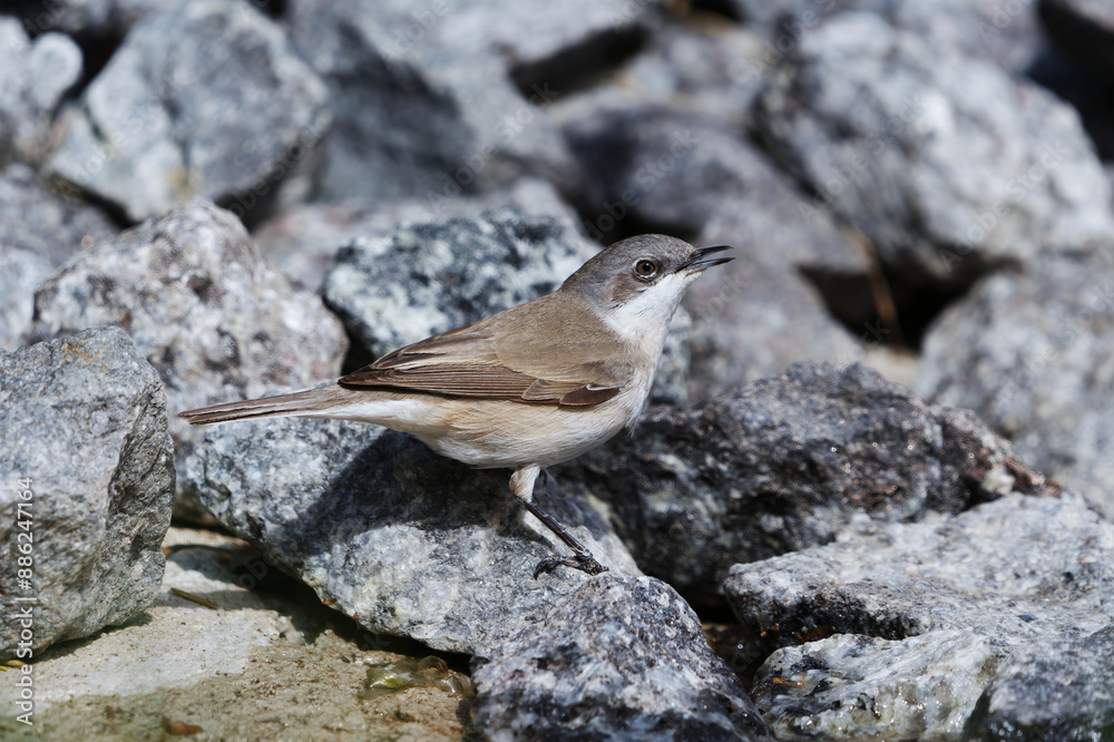Lesser whitethroat (Curruca curruca) sitting on a rock in the garden in spring. Lesser whitethroat (Curruca curruca) sitting on a rock in the garden in spring.
