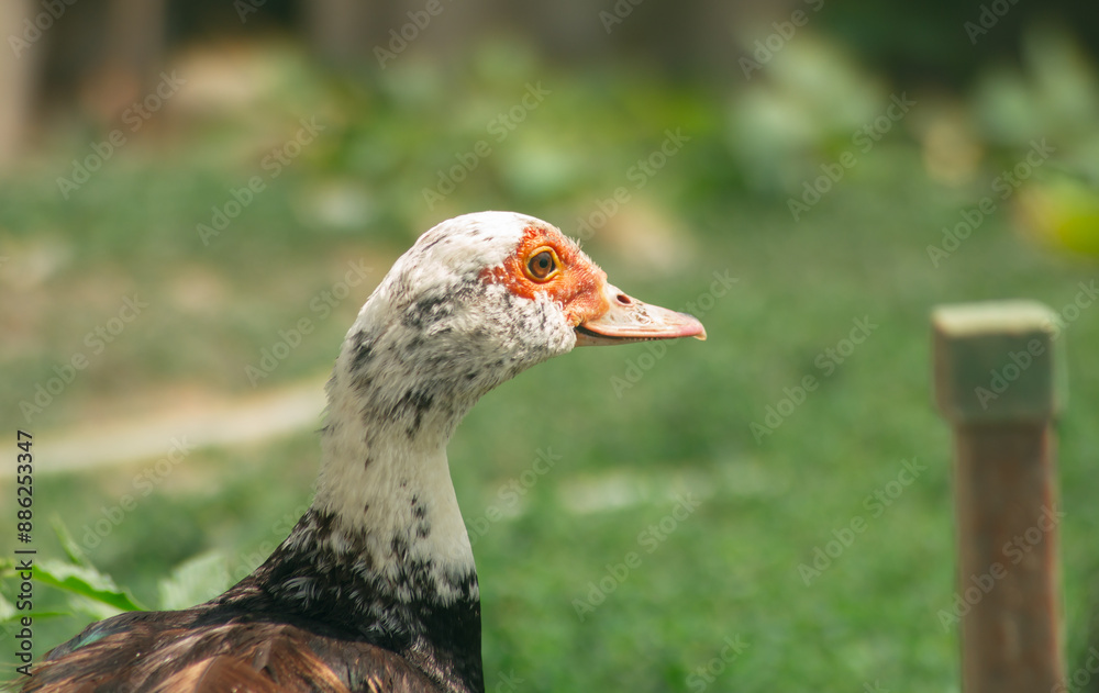 A duck with black feathers and a white head close-up A duck with black feathers and a white head close-up