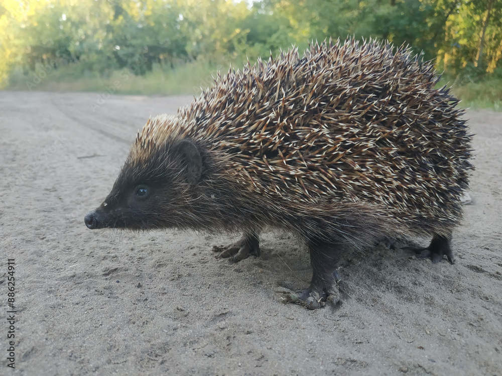Obraz premium European hedgehog, Erinaceus europaeus. An animal crossing a field road