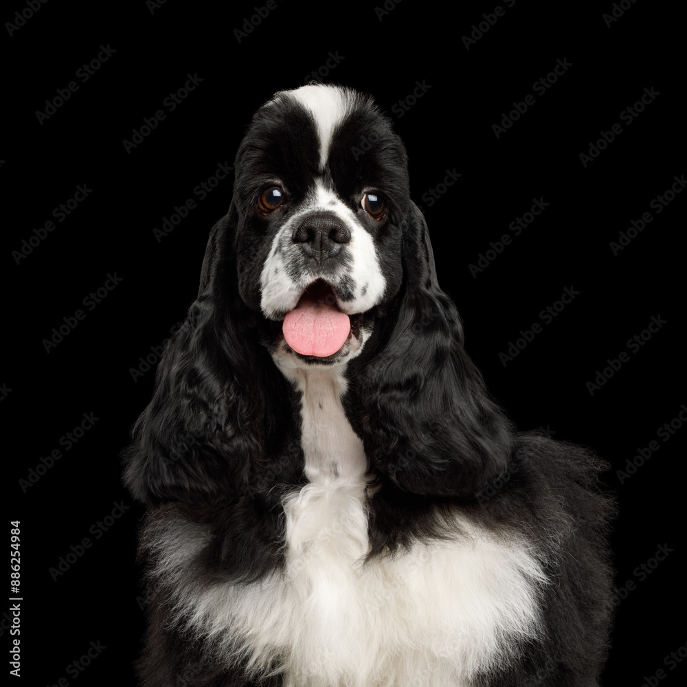 Portrait of American Cocker Spaniel dog Funny Looking at camera isolated on Black Background Portrait of American Cocker Spaniel dog Funny Looking at camera isolated on Black Background