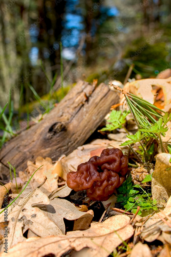 Wild Mushrooms, Valsain Forest, Sierra de Guadarrama National Park, Segovia, Castile Leon, Spain, Europe Wild Mushrooms, Valsain Forest, Sierra de Guadarrama National Park, Segovia, Castile Leon, Spain, Europe