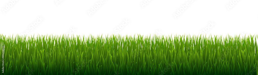Green Grass And Isolated White Background Green Grass And Isolated White Background